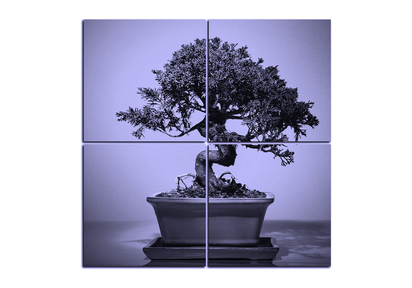 Obraz na plátně - Bonsai - čtverec Obraz na plátně - Bonsai - čtverec